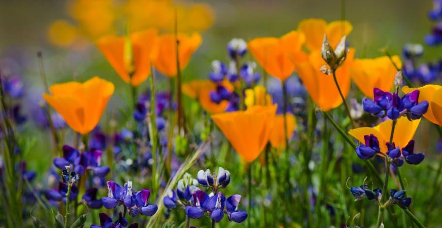 Community Mental Health Botanical Tour: September 28, 2024